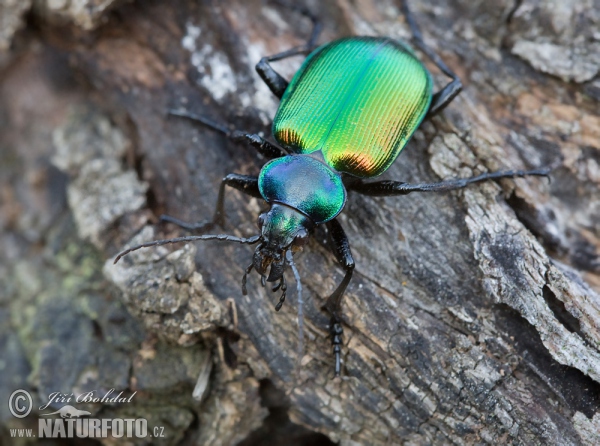 Húseničiar pižmový (Calosoma sycophanta)