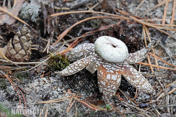 Hvězdák vlhkoměrný (Astraeus hygrometricus)