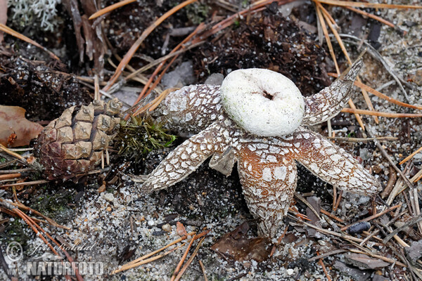 Hvězdák vlhkoměrný (Astraeus hygrometricus)