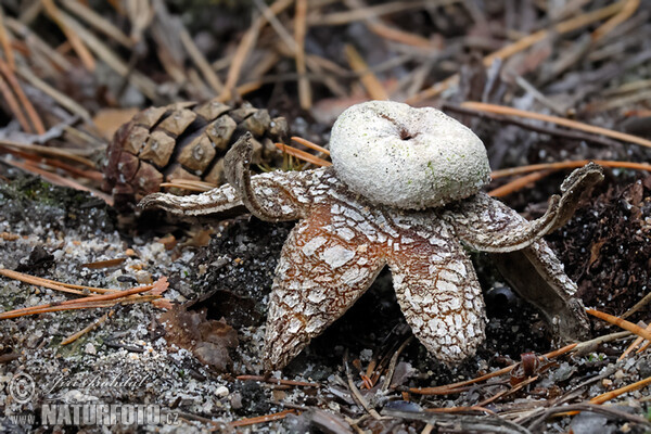 Hvězdák vlhkoměrný (Astraeus hygrometricus)