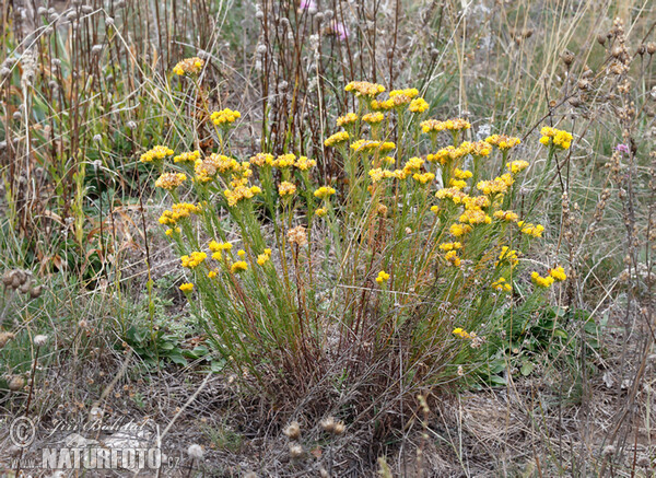 Hvězdnice zlatovlásek (Aster linosyris)