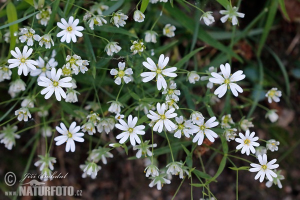 Hviezdica veľkokvetá (Stellaria holostea)