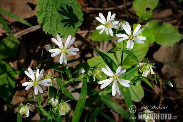 Hviezdica veľkokvetá (Stellaria holostea)