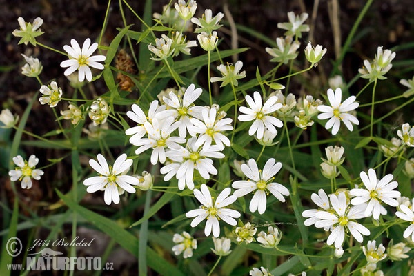 Hviezdica veľkokvetá (Stellaria holostea)