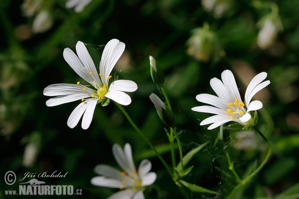 Hviezdica veľkokvetá (Stellaria holostea)