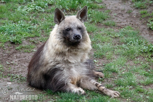 Hyena čabraková (Hyaena brunnea)