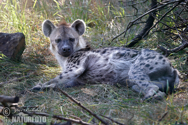 Hyena škvrnitá (Crocuta crocuta)