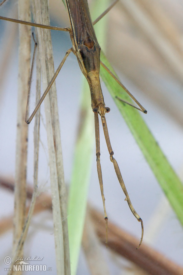 Ihlica vodná (Ranatra linearis)