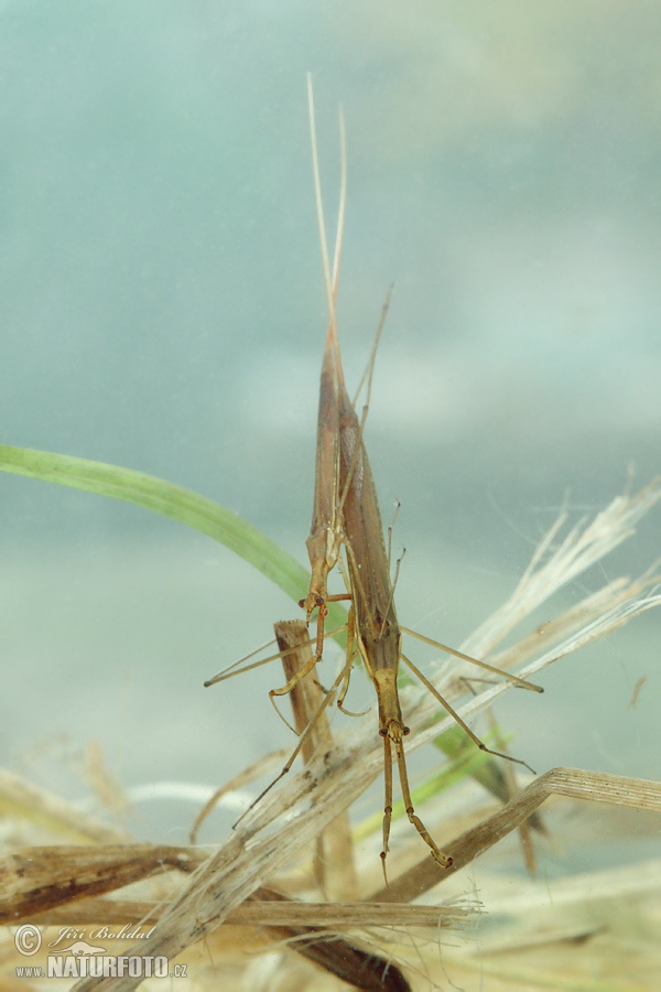 Ihlica vodná (Ranatra linearis)