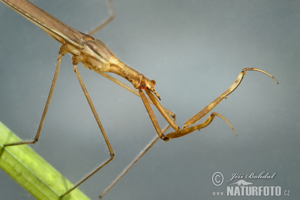 Ihlica vodná (Ranatra linearis)