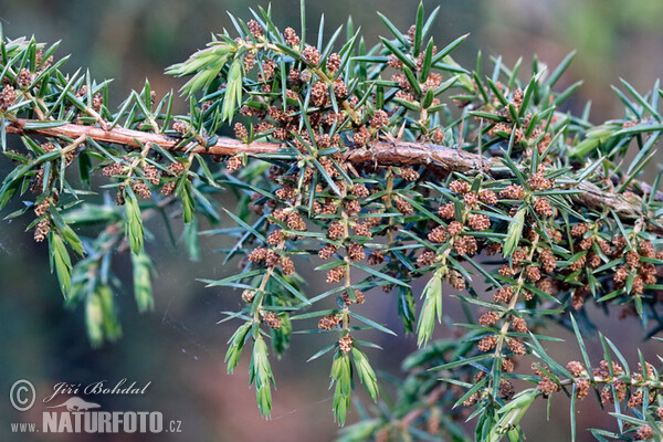 Jalovec obecný (Juniperus communis)