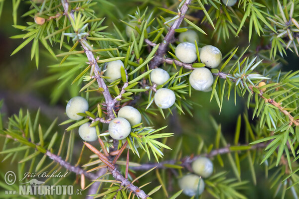 Jalovec obecný (Juniperus communis)