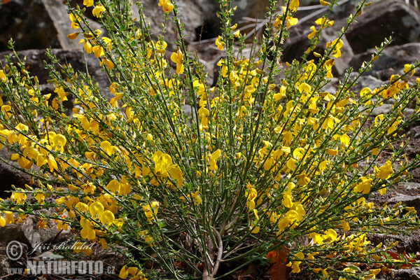 Janovec metlatý (Sarothamnus scoparius)