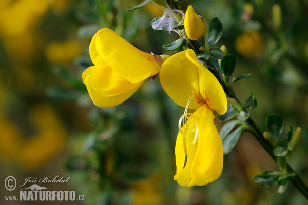 Janovec metlatý (Sarothamnus scoparius)