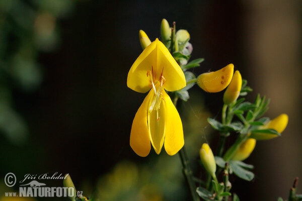 Janovec metlatý (Sarothamnus scoparius)