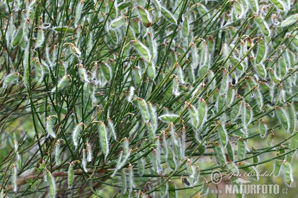 Janovec metlatý (Sarothamnus scoparius)