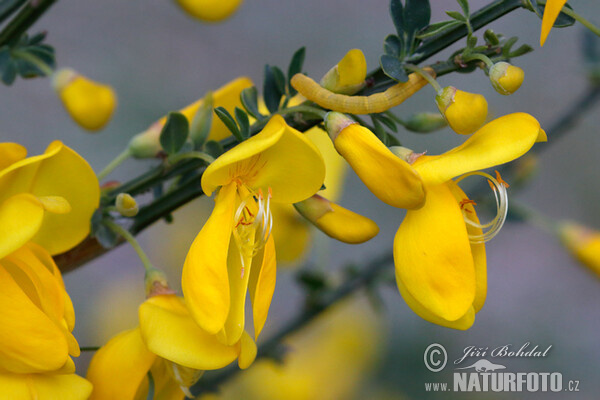 Janovec metlatý (Sarothamnus scoparius)