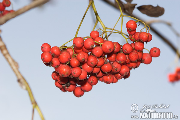 Jarabina vtáčia (Sorbus aucuparia)