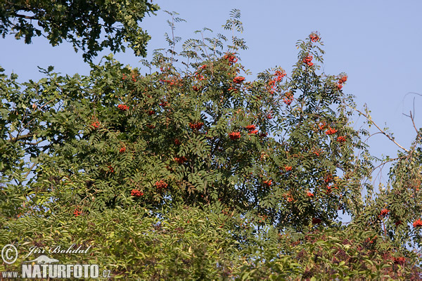 Jarabina vtáčia (Sorbus aucuparia)