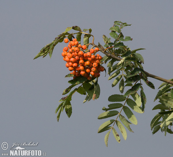 Jarabina vtáčia (Sorbus aucuparia)