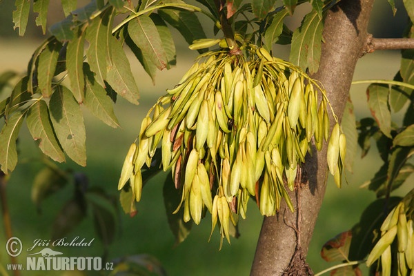 Jasan ztepilý (Fraxinus excelsior)