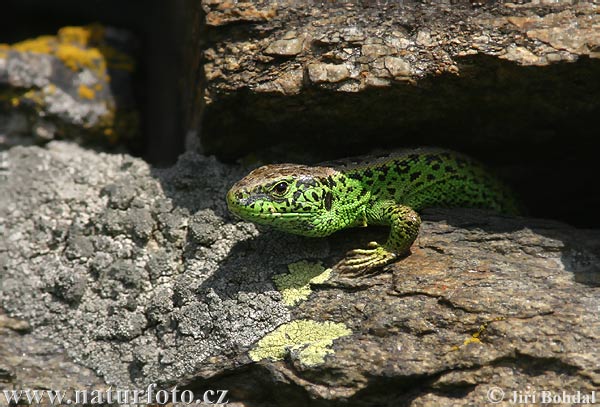 Jašterica krátkohlavá (Lacerta agilis)