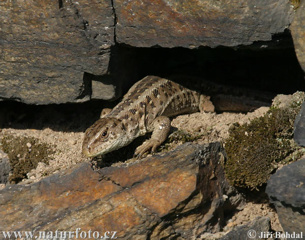 Jašterica krátkohlavá (Lacerta agilis)