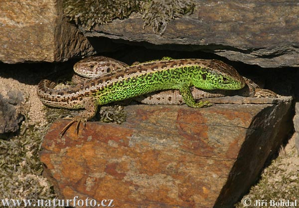 Jašterica krátkohlavá (Lacerta agilis)