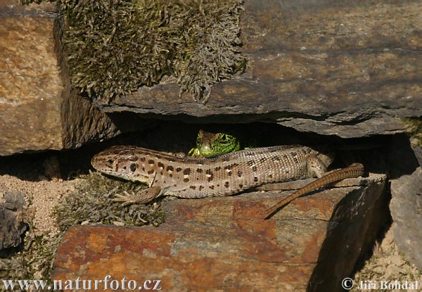 Jašterica krátkohlavá (Lacerta agilis)