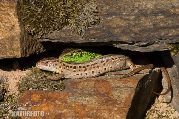 Jašterica krátkohlavá (Lacerta agilis)