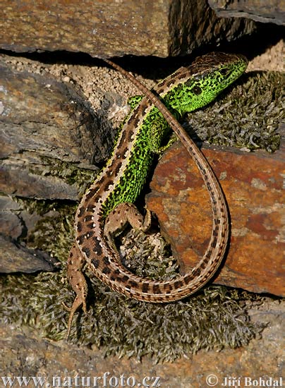 Jašterica krátkohlavá (Lacerta agilis)