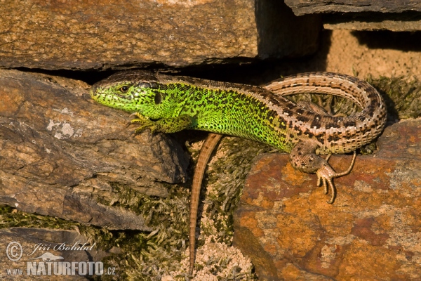 Jašterica krátkohlavá (Lacerta agilis)