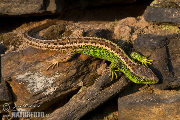 Jašterica krátkohlavá (Lacerta agilis)