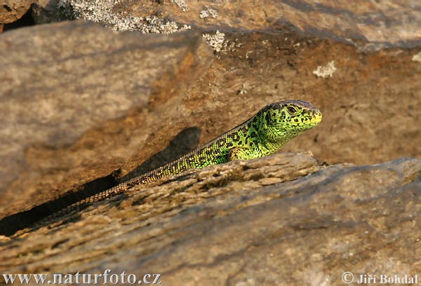 Jašterica krátkohlavá (Lacerta agilis)