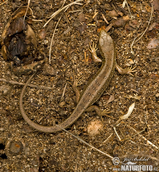 Jašterica krátkohlavá (Lacerta agilis)