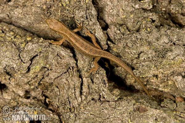 Jašterica krátkohlavá (Lacerta agilis)