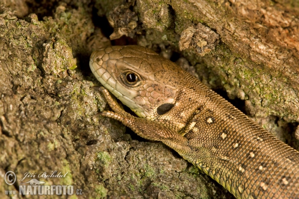 Jašterica krátkohlavá (Lacerta agilis)