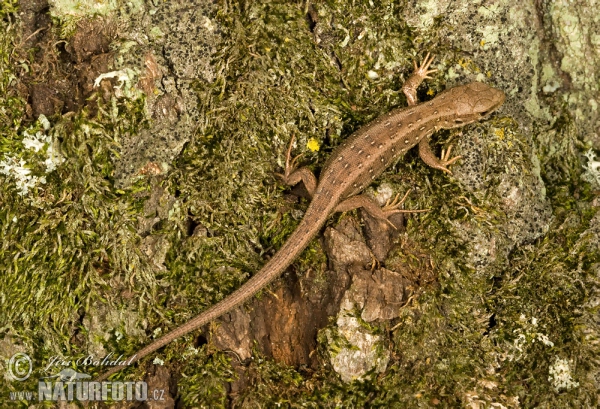 Jašterica krátkohlavá (Lacerta agilis)