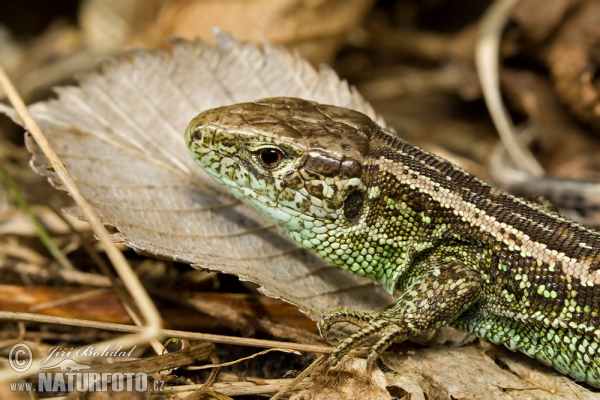 Jašterica krátkohlavá (Lacerta agilis)