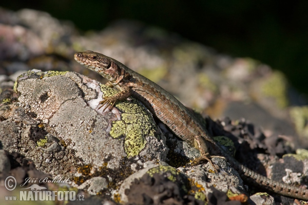 Jašterica múrová (Lacerta muralis)