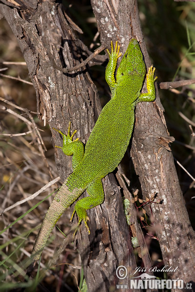 Jašterica smaragdová (Lacerta trilineata)