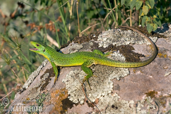 Jašterica smaragdová (Lacerta trilineata)