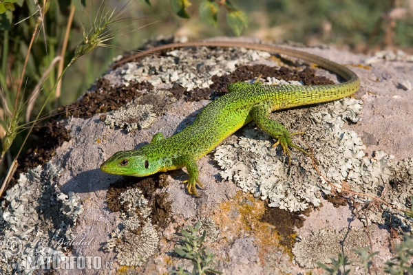 Jašterica smaragdová (Lacerta trilineata)