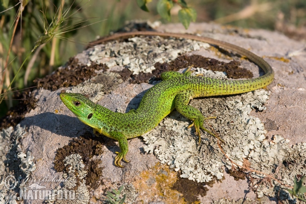 Jašterica smaragdová (Lacerta trilineata)