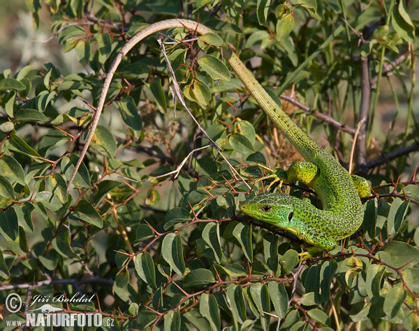 Jašterica smaragdová (Lacerta trilineata)