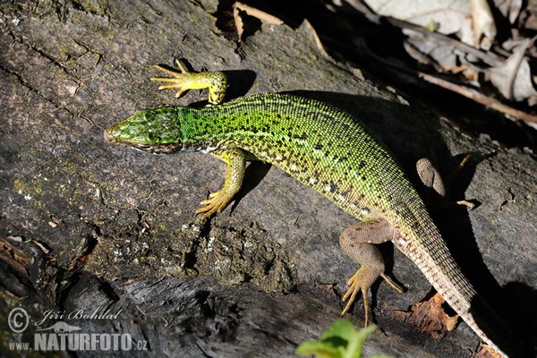 Jašterica zelená (Lacerta viridis)