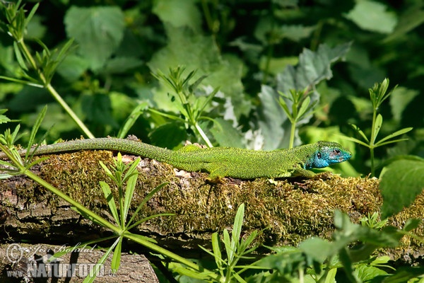 Jašterica zelená (Lacerta viridis)