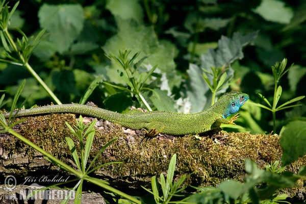 Jašterica zelená (Lacerta viridis)