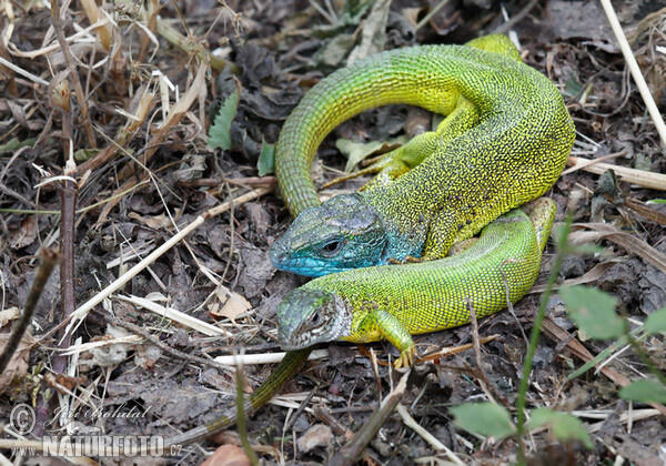 Jašterica zelená (Lacerta viridis)