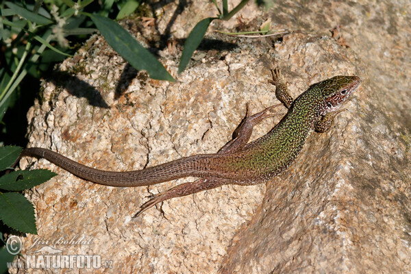 Jašterica zelená (Lacerta viridis)